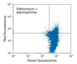 Bivariate JC-1 analysis of mitochondrial membrane potential (D) Four bivariate flow cytometry plots showing different shifts in cell populations (compared to the control) following induction by valinomycin, staurosporine or both.