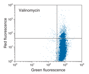 Bivariate JC-1 analysis of mitochondrial membrane potential (B) Four bivariate flow cytometry plots showing different shifts in cell populations (compared to the control) following induction by valinomycin, staurosporine or both.