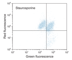 Bivariate JC-1 analysis of mitochondrial membrane potential (C) Four bivariate flow cytometry plots showing different shifts in cell populations (compared to the control) following induction by valinomycin, staurosporine or both.