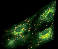 Human pre-adipocytes loaded with the ratiometric mitochondrial potential indicator JC-1 Microscopic view of mitochondria in cells stained with green and orange fluorescence.