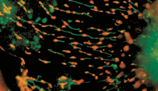 Staining of mitochondria in CCL64 fibroblasts by JC-1 High resolution image of mitochondria of a cell stained most with orange fluorescence and minimal green fluorescence.