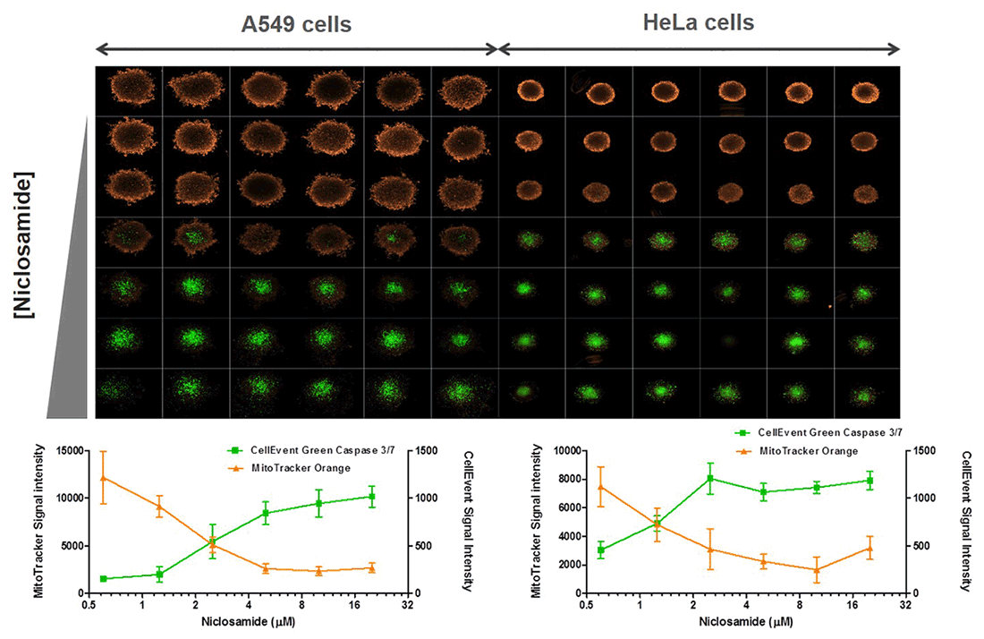 Mitochondria membrane potential quantification using MitoTracker Orange CMXRos High-content images of cells stained with orange fluorescent mitochondria dye and green fluorescent caspase dye in 2 cell types with and without treatment to induce apoptosis. Also shows quantitative dose response curves of treated cells with decreasing orange fluorescence and increasing green fluorescence at higher concentrations of drug.