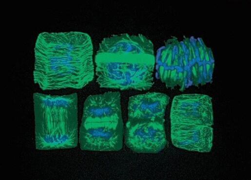 Viability stain of wheat root tips Wheat root tips with green-stained DNA and blue-stained microtubules