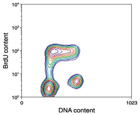 Proliferation of Wil2S cells Increased BrdU incorporation of actively proliferating cells