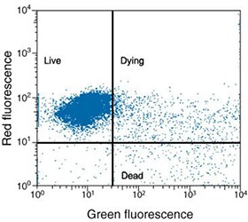 Cell viability using Vybrant Cell Metabolic Assay Kit Distinct population of red-fluorescent live cells along with green-fluorescent dead and dying cells