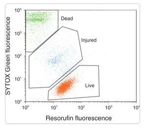 LIVE/DEAD Cell Vitality Kit Distinct green-fluorescent dead cells, red-fluorescent live cells, and double stained injured cells