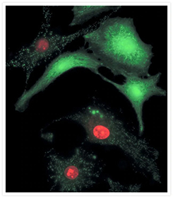 LIVE/DEAD Cell Viability/Cytotoxicity Assay Kit Live and ethanol-killed bovine pulmonary artery epithelial cells shows green-fluorescent live and red-fluorescent dead cells