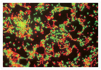 LIVE/DEAD BacLight Bacterial Viability Kit Green-fluorescent live bacteria and red-fluorescent dead bacteria