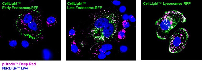Higher acidified pH environment of 5.5 – 6.0 found in late endosomes and lysosomes activates pHrodo Deep Red fluorescence. Fluorescent images of SKBR3 cells treated with fluorescent dyes