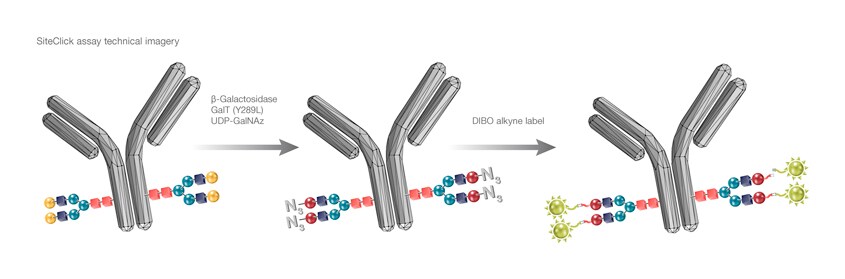 SiteClick Assay Technical Imagery Illustration