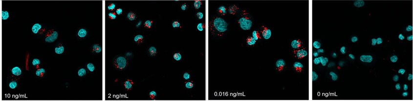 Zenon pHrodo Dilution Series Multi-panel view of stained cells