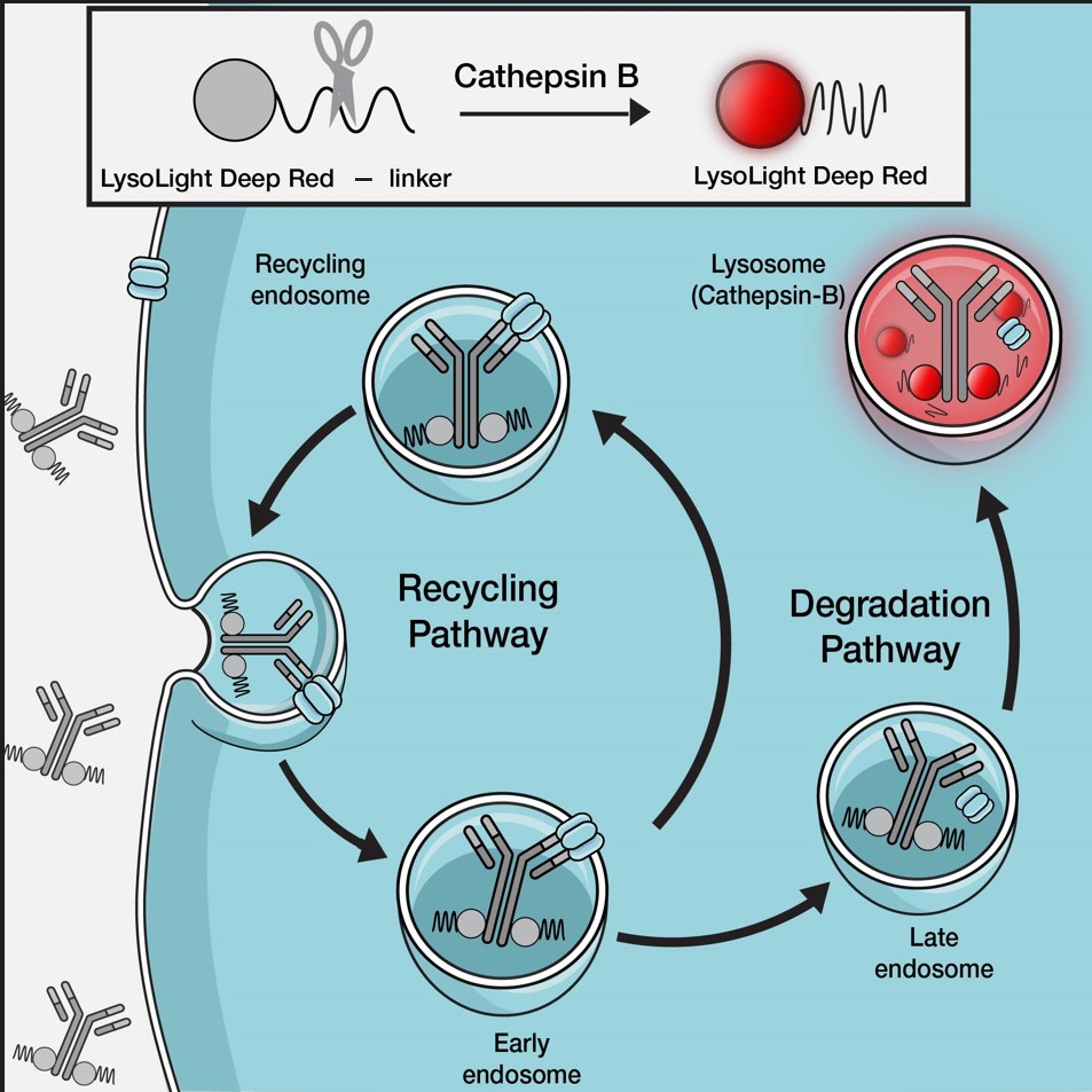 LysoLight dye mechanism of action Diagram
