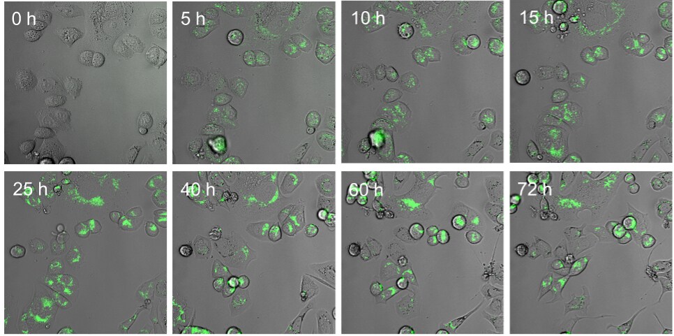 LysoLight Green Panel 8 fluorescent microscopy images arranged in timelapse panel over 72 hours