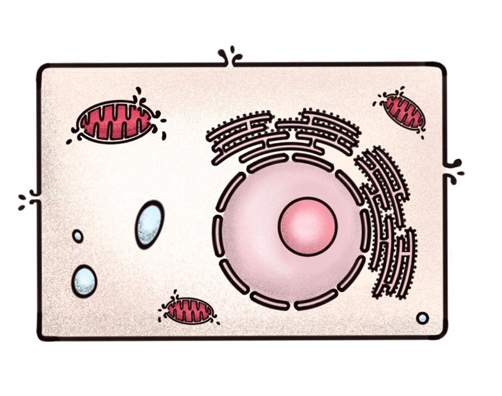 Ferroptosis research solutions Diagram of mammalian cell with lipid-reactive oxygen species indicated