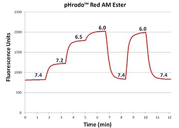 pHrodo Red AM Ester pHrodo Red AM Ester