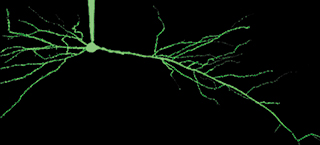 CA1 pyramidal neuron in a hippocampal slice filled with SBFI CA1 pyramidal neuron in a hippocampal slice filled with SBFI