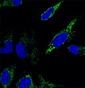 MitoSOX Green Mitochondrial Superoxide Detection Reagent MitoSOX Green Mitochondrial Superoxide Detection Reagent