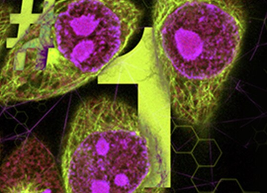 Features for cellular imaging reagents Decorative image of fluorescently stained cells