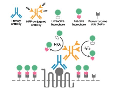 Tyramide amplification kits and reagents Diagram of tyramide signal amplification mechanism of action