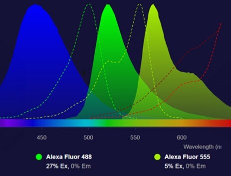 Alexa Fluor dyes Fluorescence spectra of Alexa Fluor dyes