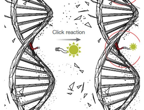 Click-iT EdU assays for cellular proliferation Diagram of Click-iT EdU reaction