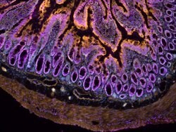 prolong glass antifade cryo preserved rat duodenal section fluorescently labeled and mounted with prolong glass antifade