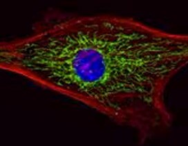 prolong gold antifade fluorescent cell mounted with prolong diamond antifade