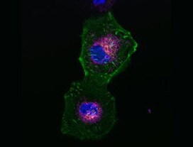 prolong live reagent fluorescent cells mounted with prolong live reagent