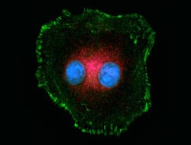 prolong live reagent fluorescent cells mounted with prolong live reagent
