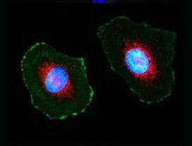 prolong live reagent fluorescent cells mounted with prolong live reagent