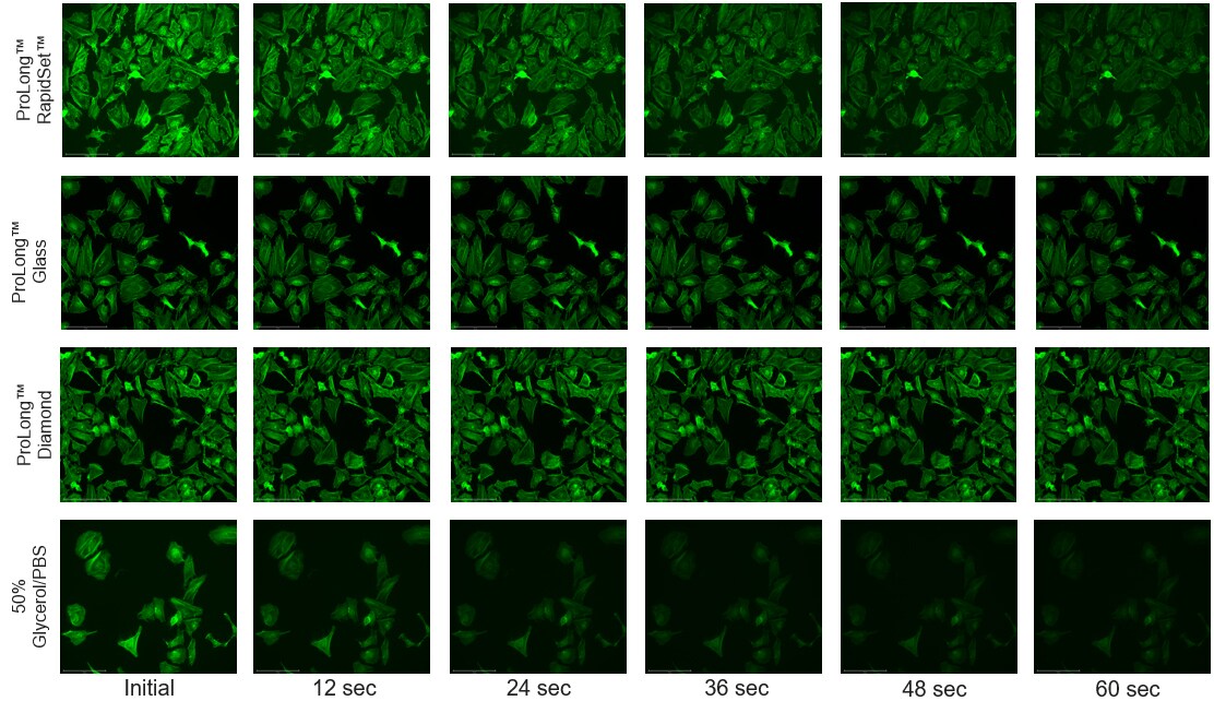time-lapsed photobleached images photobleached comparison of ProLong antifade mountants with constant illumination over 60 seconds