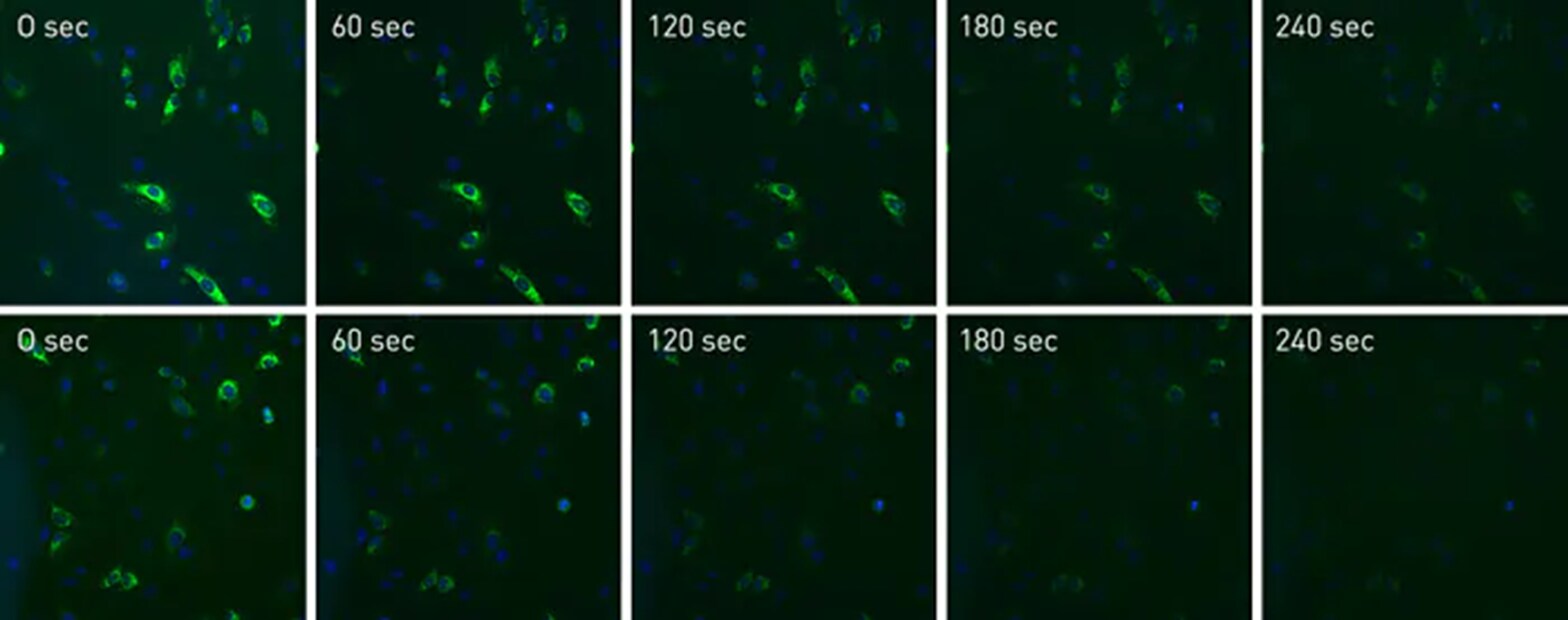 time-lapsed photobleached images increased photobleach protection of ProLong Live versus versus control over 240 seconds