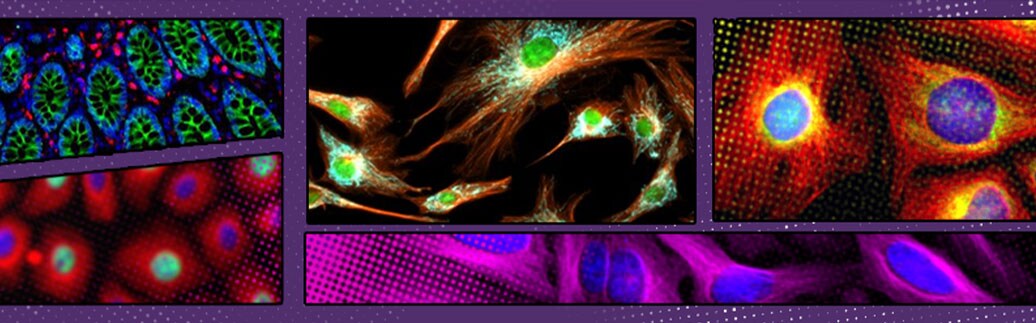 primary antibodies multiple cell images with different fluorescent primary antibodies