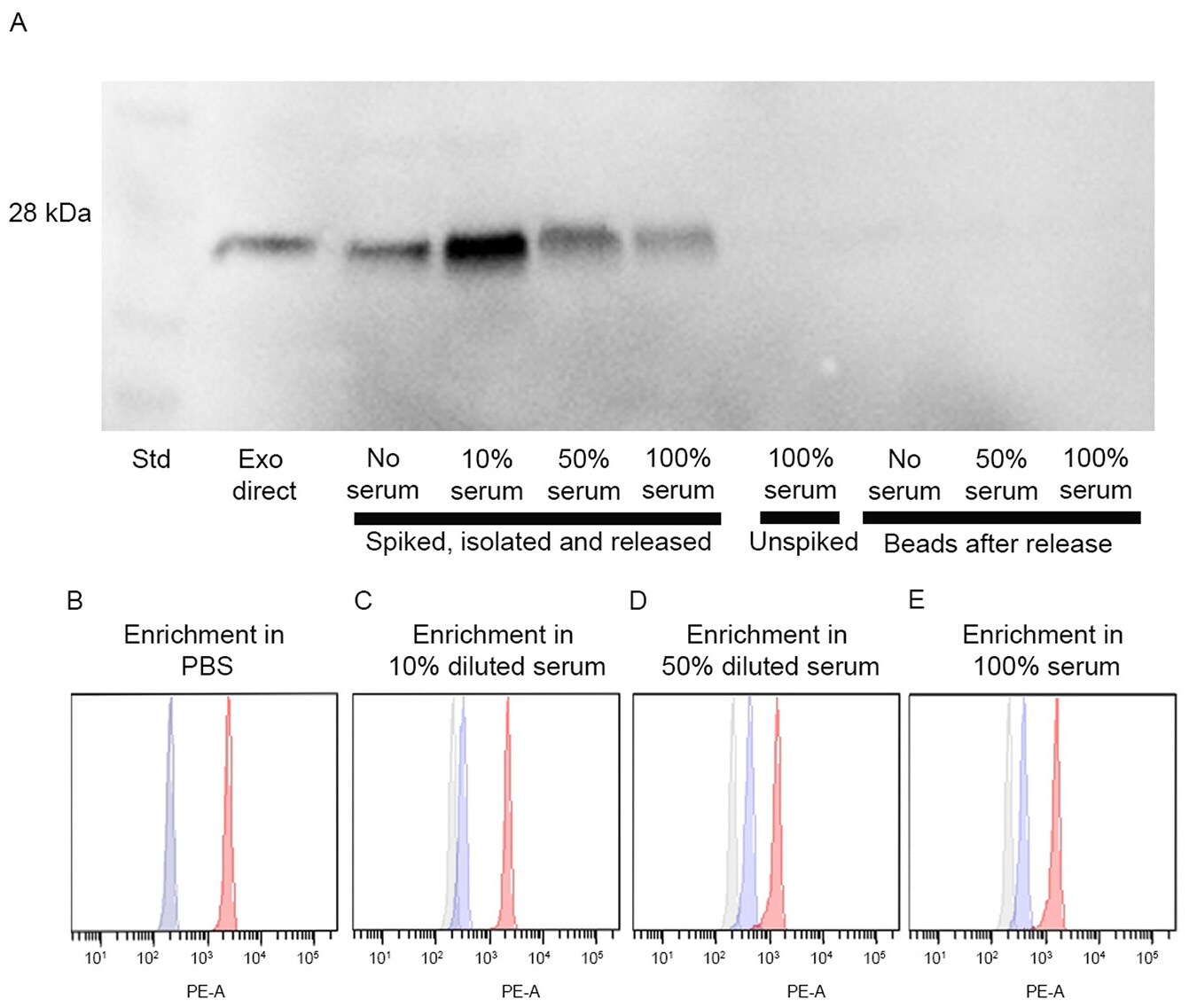 A diagram of reversible exosome enrichment from serum with Dynabeads Intact Virus Enrichment A diagram showing reversible exosome enrichment from serum including Dynabeads Intact Virus Enrichment