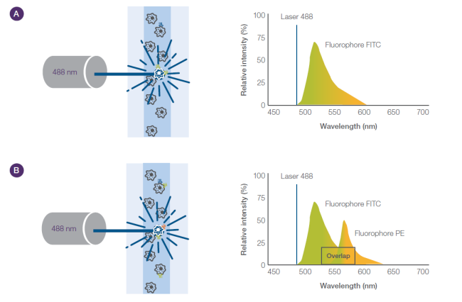 Fluorescence emission Fluorescence emission