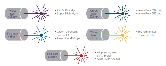 Laser wavelengths with common fluorescent proteins and select dyes Laser wavelengths with common fluorescent proteins and select dyes