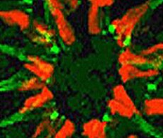 Microbiology Assays Microbiology Assays