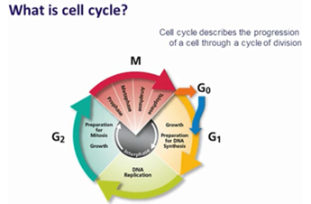 On-demand webinar graphic depicting phases of cell cycle