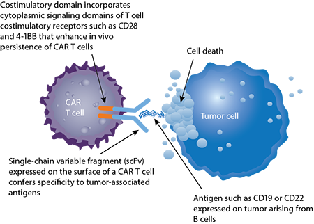 CAR T cells induce tumor cell death CAR T cells induce tumor cell death