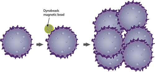 T cell activation and monitoring expansion T cell activation and monitoring expansion