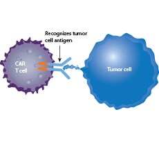 CAR T Cell Characterization With Flow Cytometry CAR T Cell Characterization With Flow Cytometry