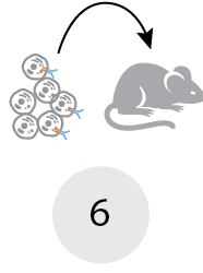 Test for tumor regression in mouse models Test for tumor regression in mouse models