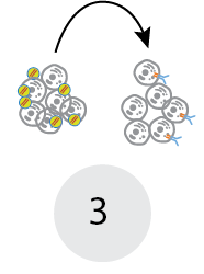 Express recombinant receptor constructs within T cells Express recombinant receptor constructs within T cells