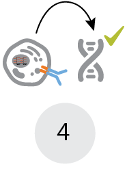 Examine recombinant receptor expression with NGS or PrimeFlow assay Examine recombinant receptor expression with NGS or PrimeFlow assay