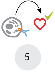 Assay for cell viability and functionality Assay for cell viability and functionality