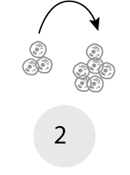 Isolate T cells from donor sample Isolate T cells from donor sample