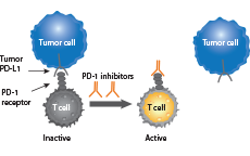 Immune checkpoints Immune checkpoints