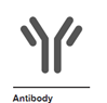 Antibody Antibody