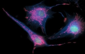 coumarin-figure2 coumarin-figure2
