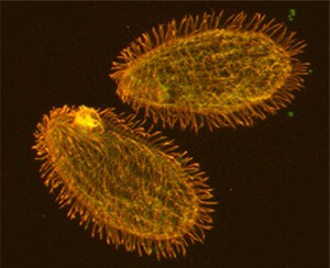 multicolor stained organism unicellular ciliate with green and orange tubulin
